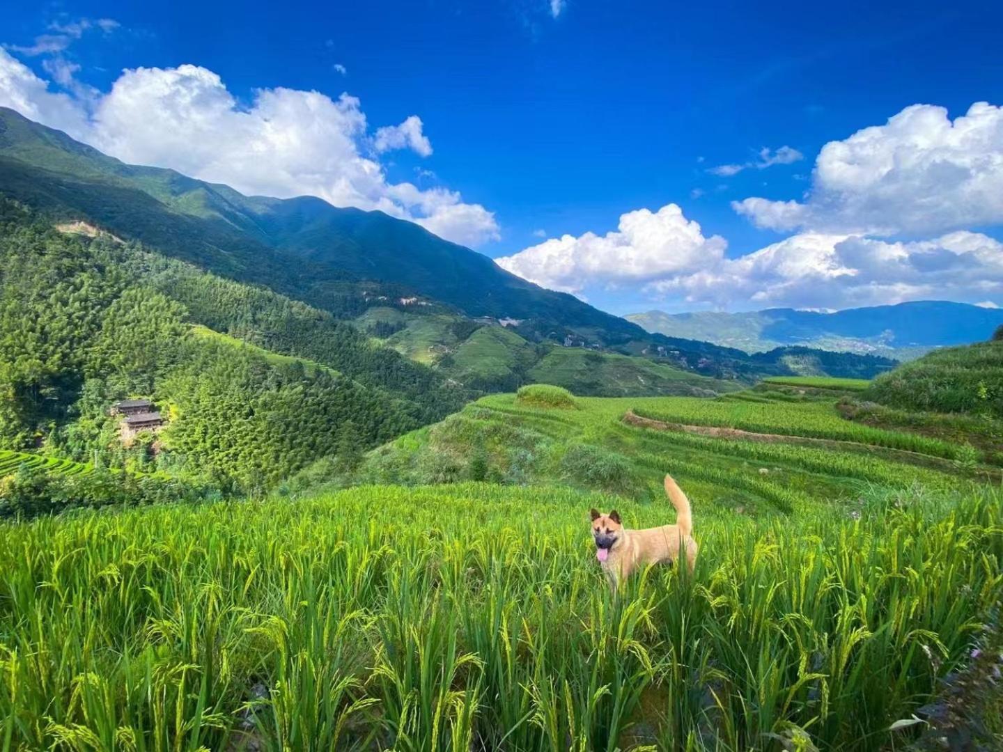 Longji Terrace La Vie Inn Longsheng Εξωτερικό φωτογραφία