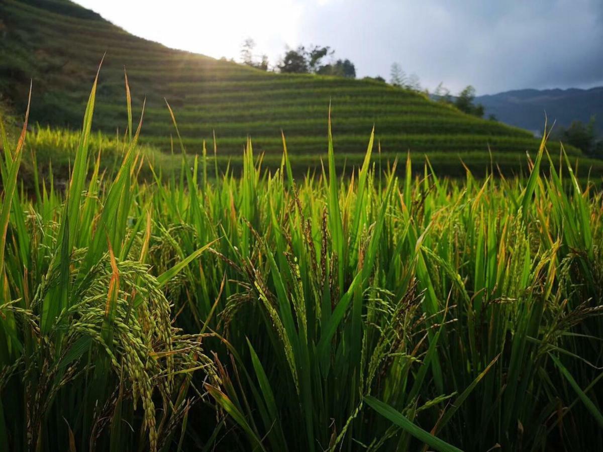 Longji Terrace La Vie Inn Longsheng Εξωτερικό φωτογραφία